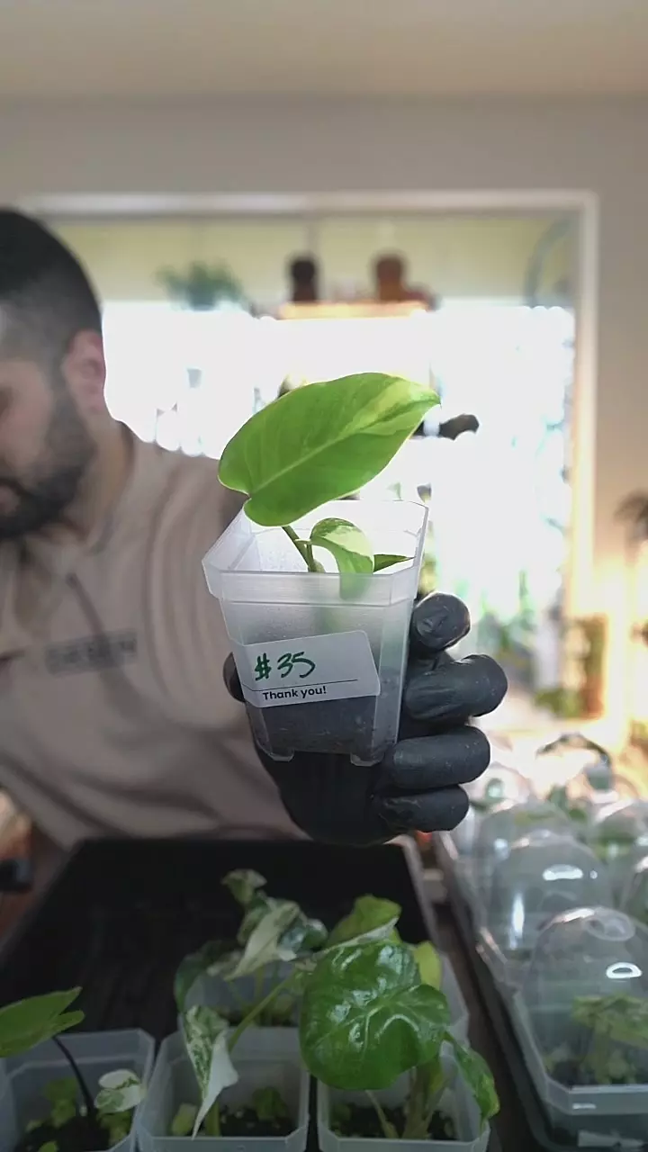 Monstera Yellow Marylin 2.5in thumbnail