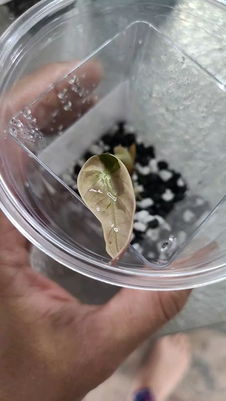 Pink Heart Balloon Pup #2 thumbnail