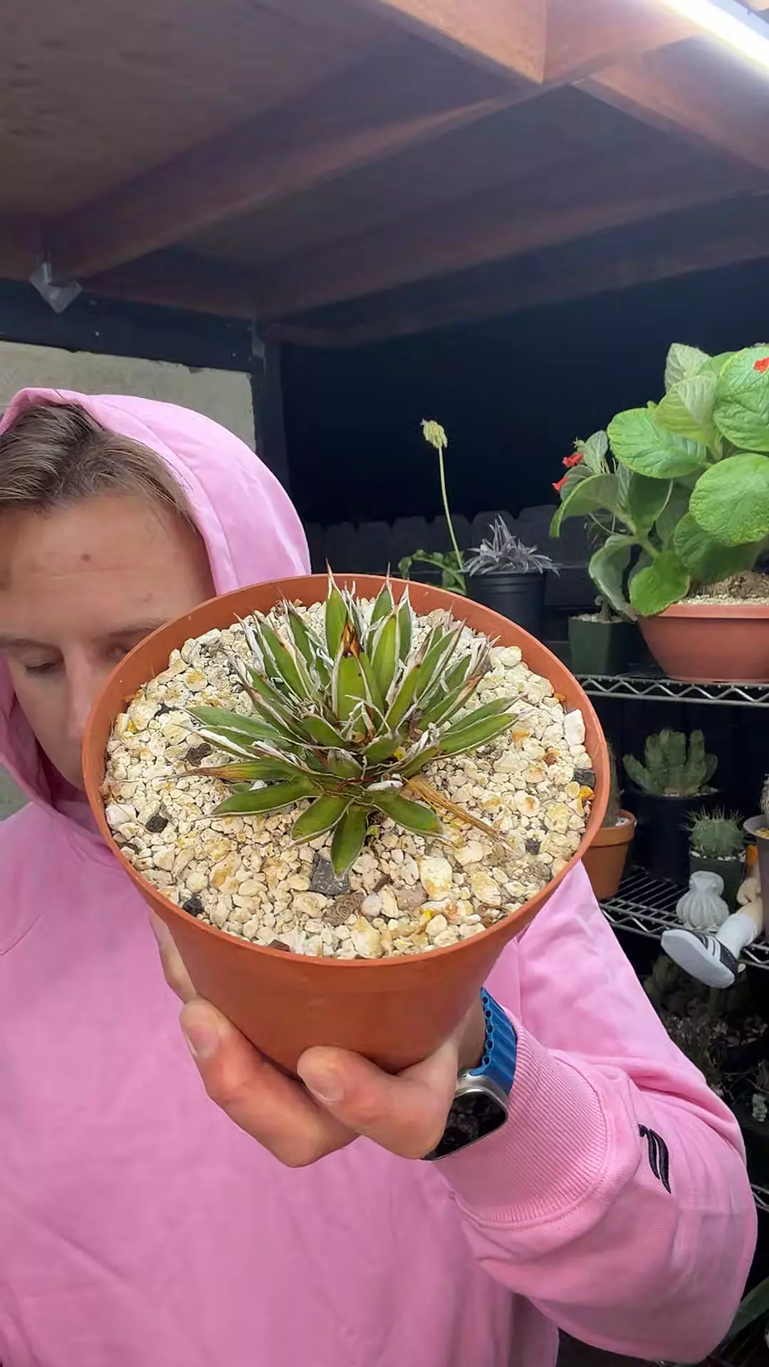 Agave Filifera Schidigera thumbnail