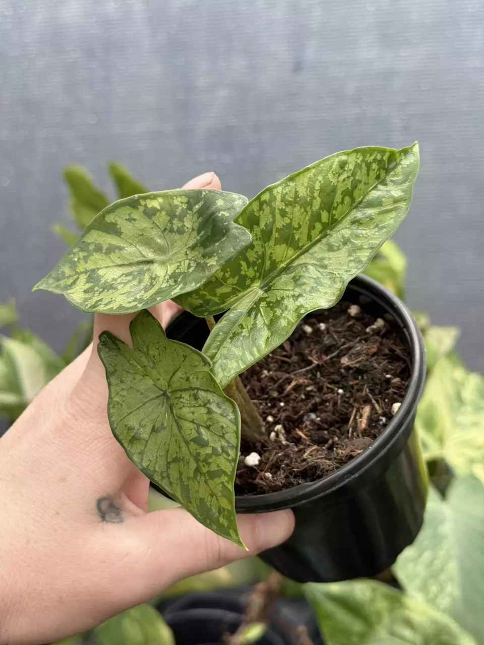 Shattered Glass GC thumbnail