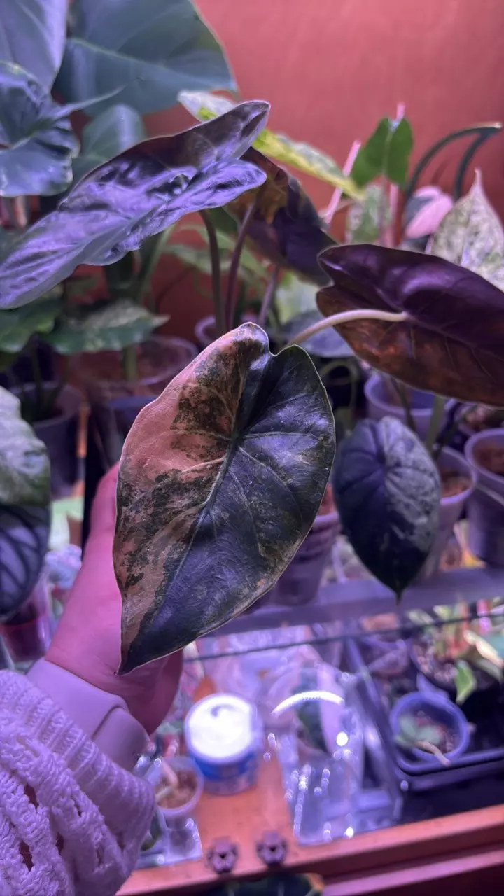 golden wenti aurea thumbnail