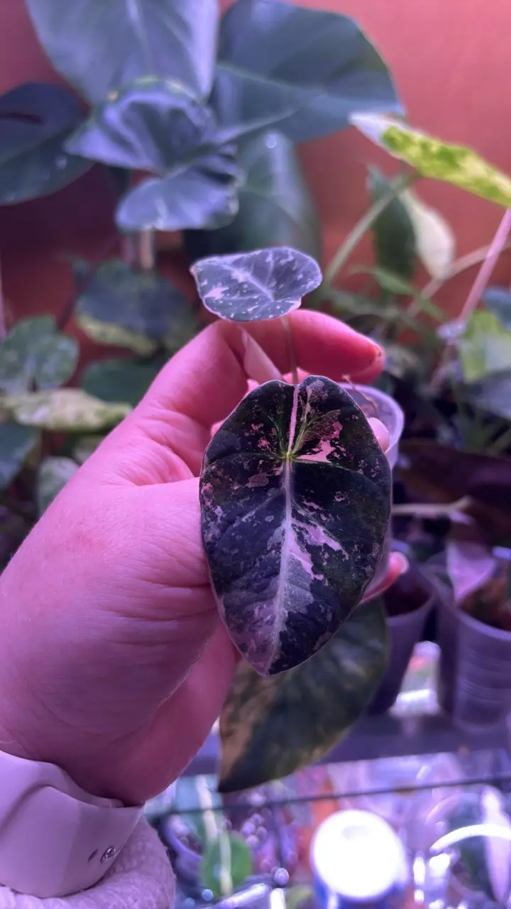 pink black velvet thumbnail