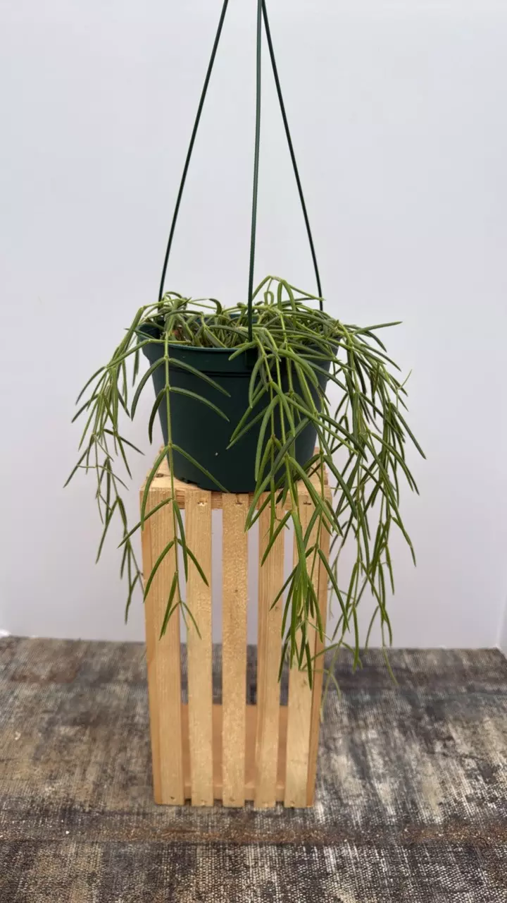 6” Hoya Linearis GC thumbnail