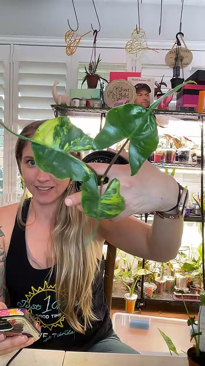 3073 Aurea stingray thumbnail