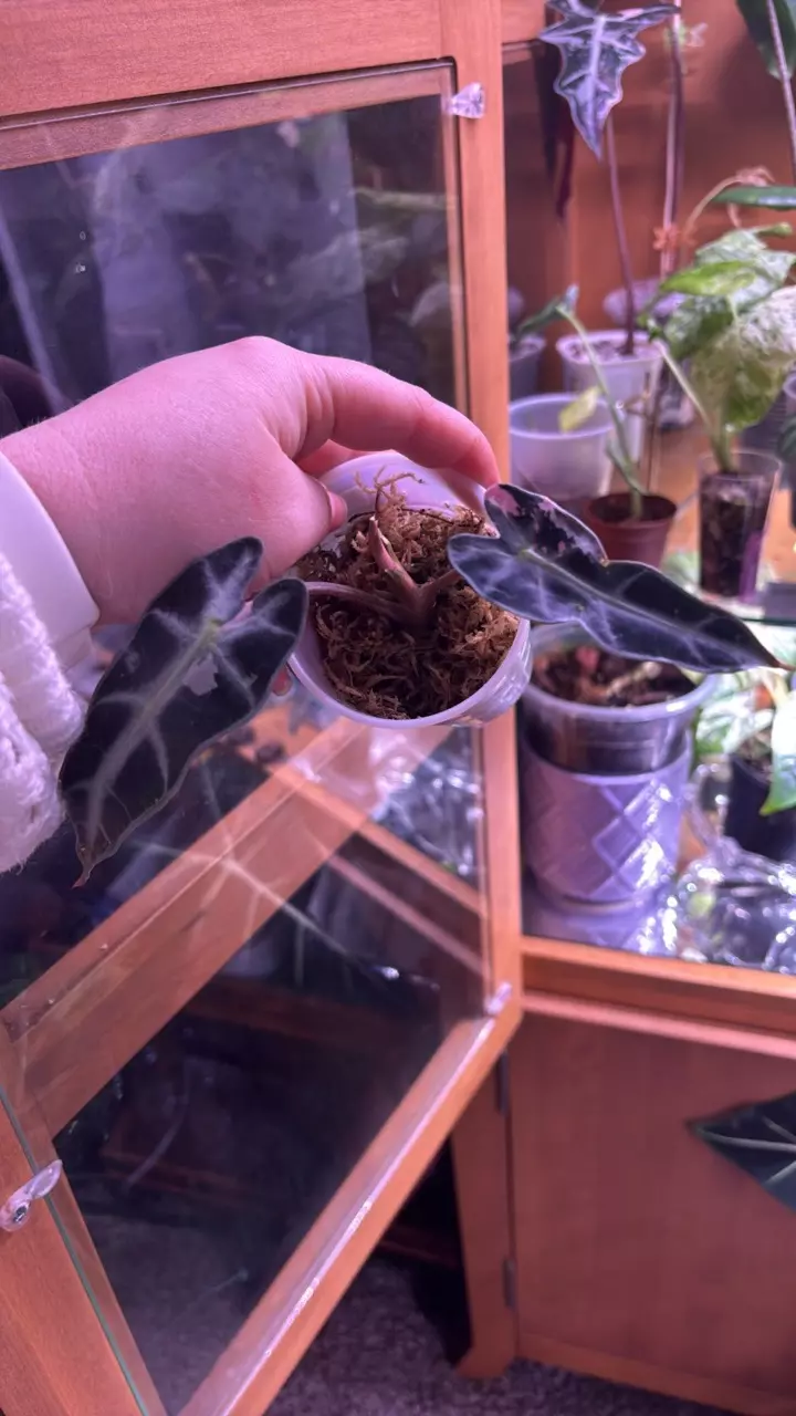 pink bambino thumbnail