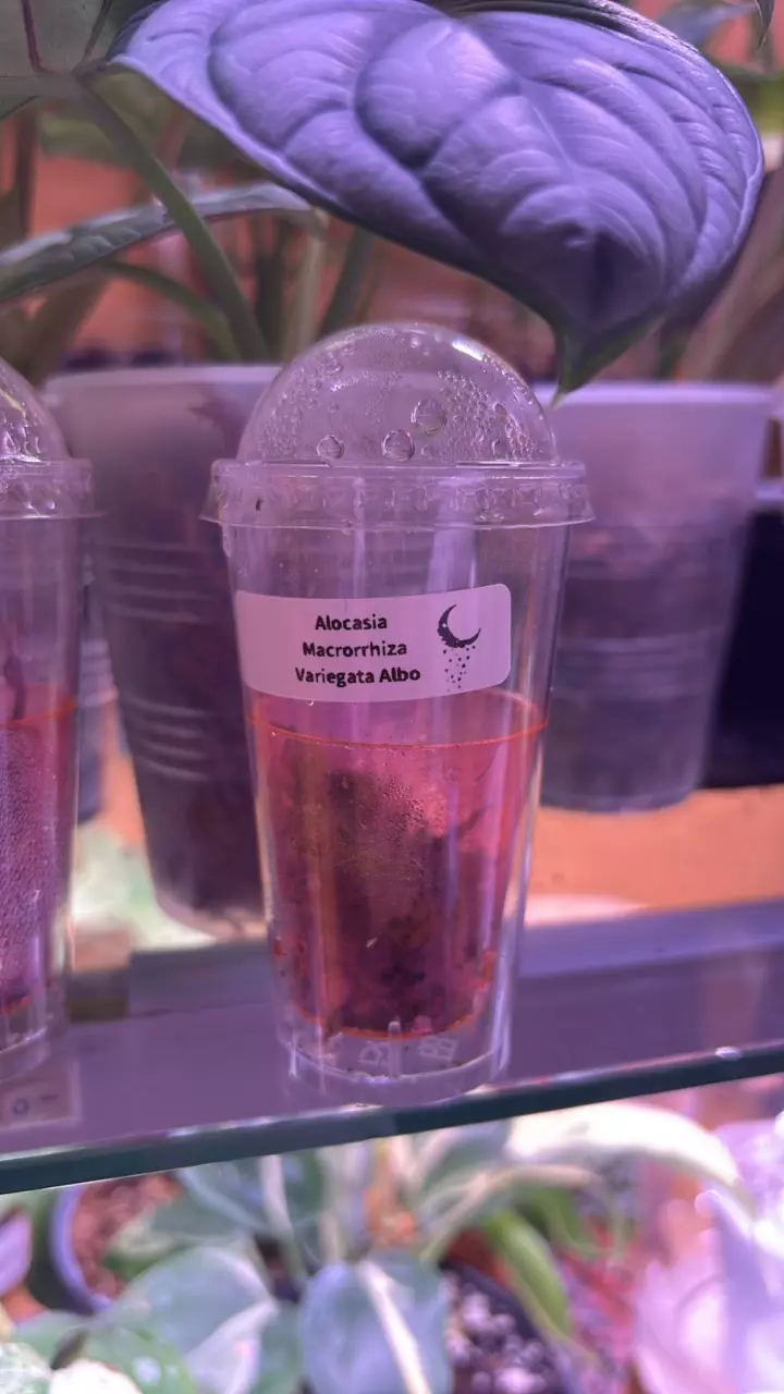 CORMS Alocasia macroerhiza / HOT BUY thumbnail