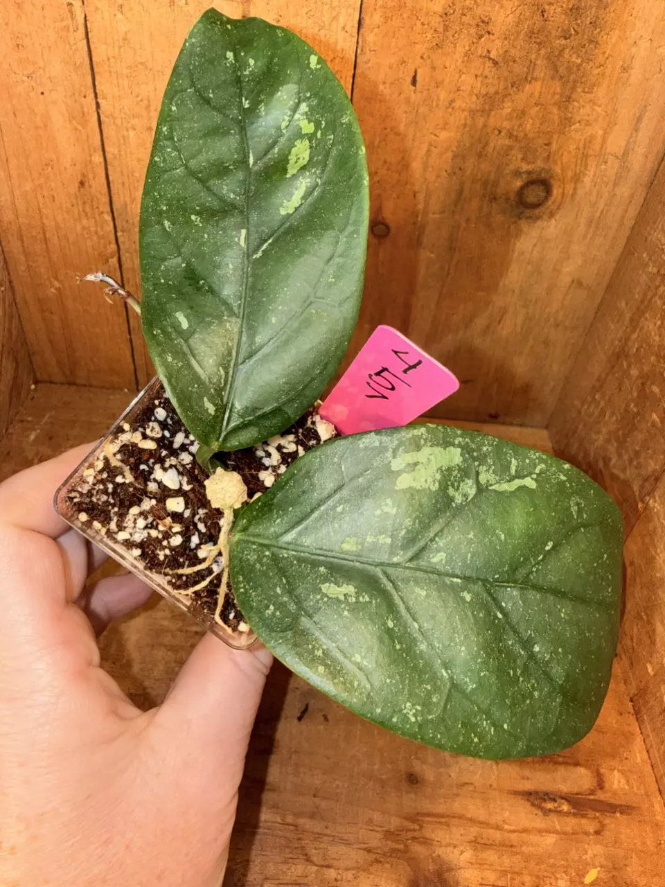 457 Hoya coricea splash thumbnail