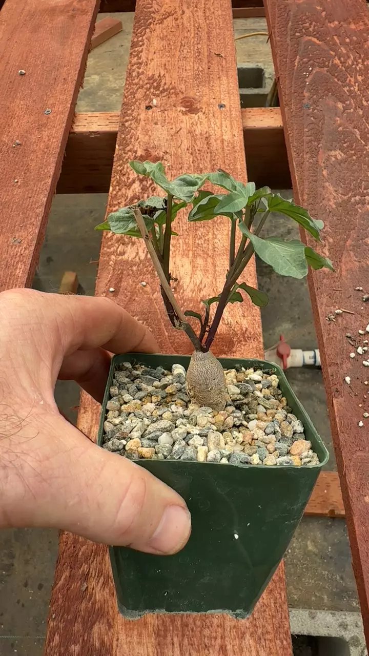 GC impomea platensis thumbnail