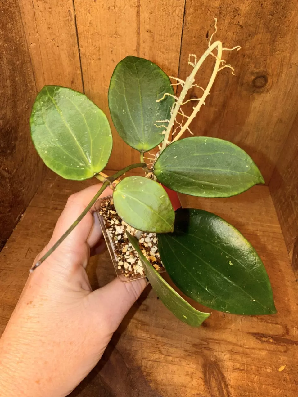 433 Hoya ‘Genieve’ thumbnail