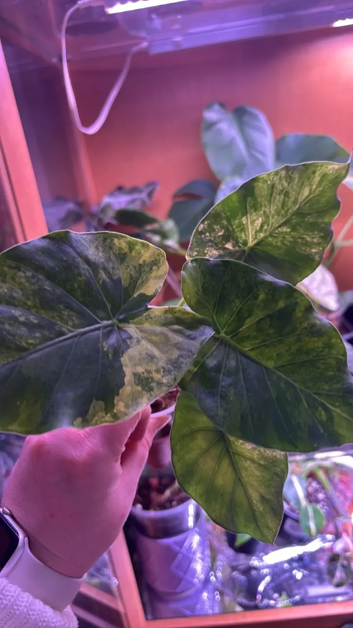 gageanna var w pups thumbnail