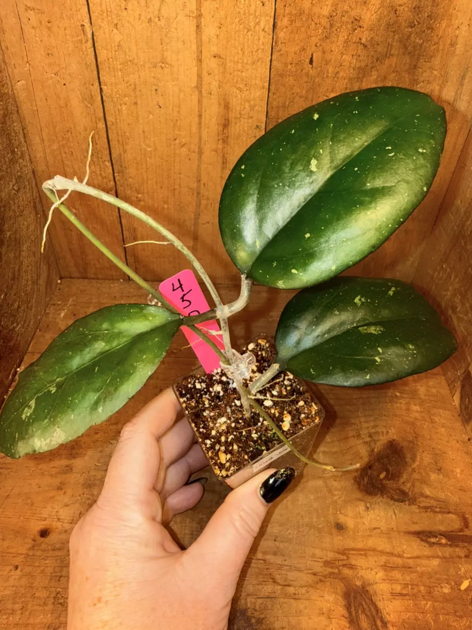 450 Hoya ‘Joy’ one small tear in new leaf thumbnail