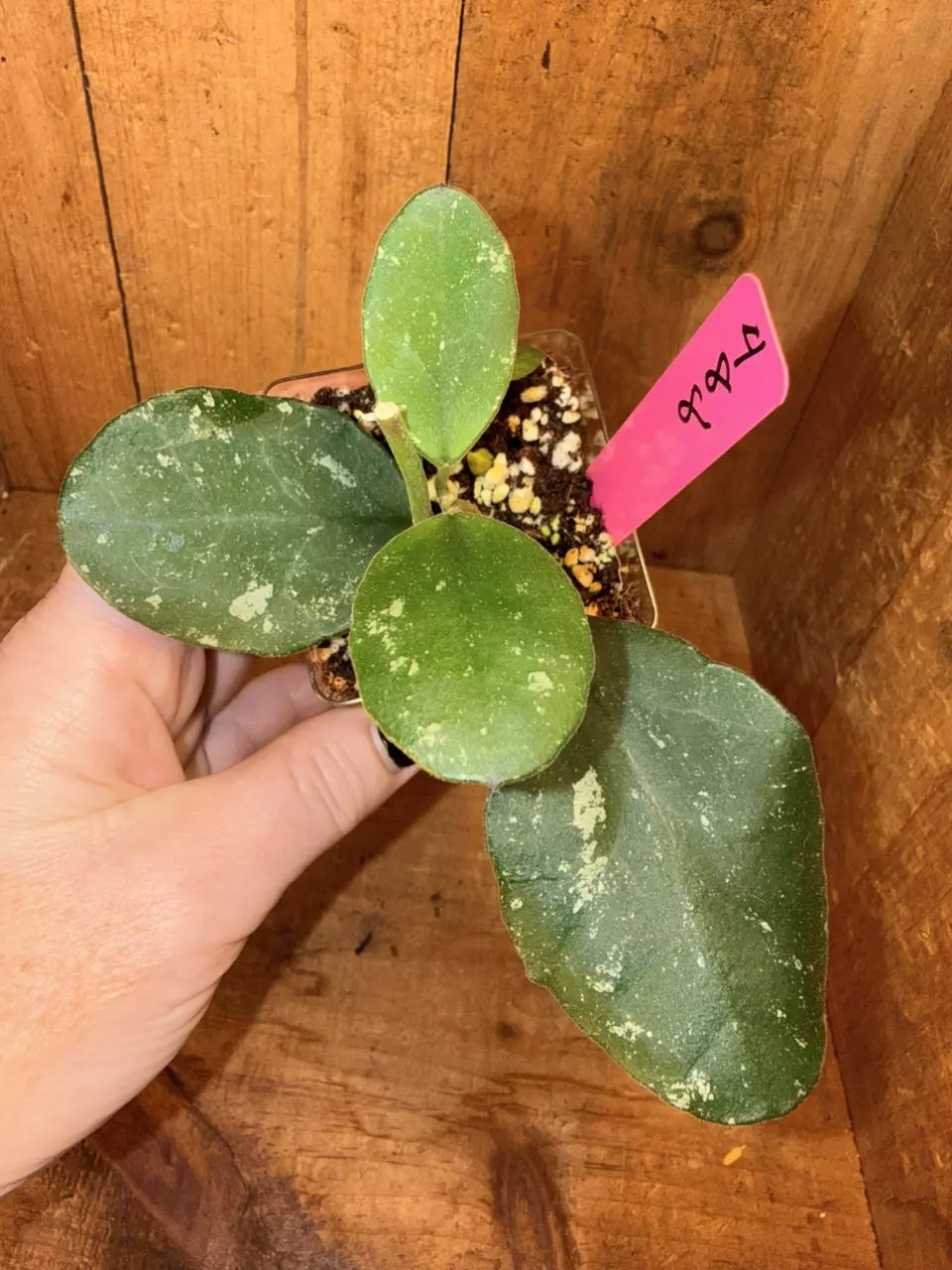 488 Hoya waymaniae red thumbnail