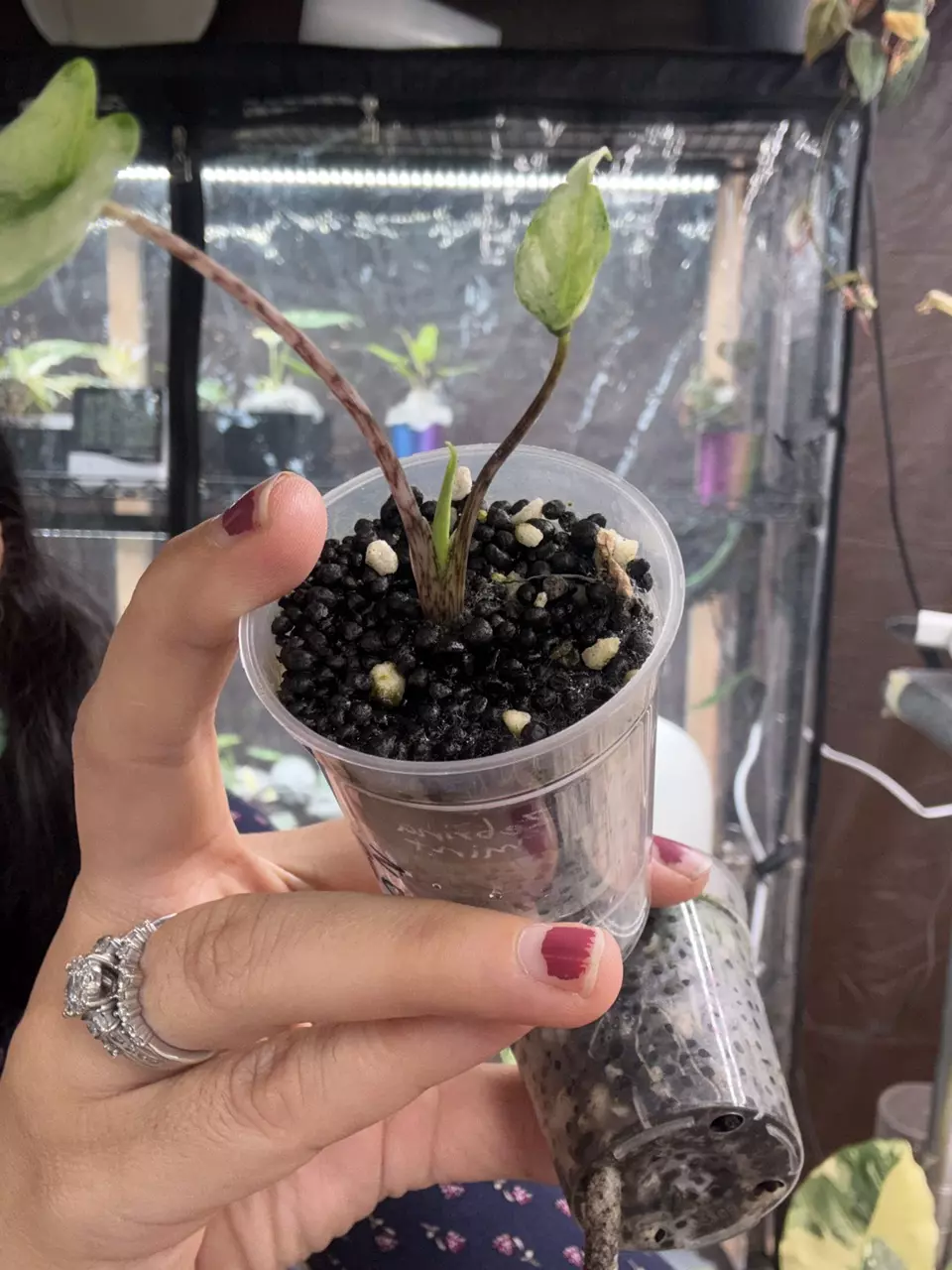 Zebrina mint thumbnail