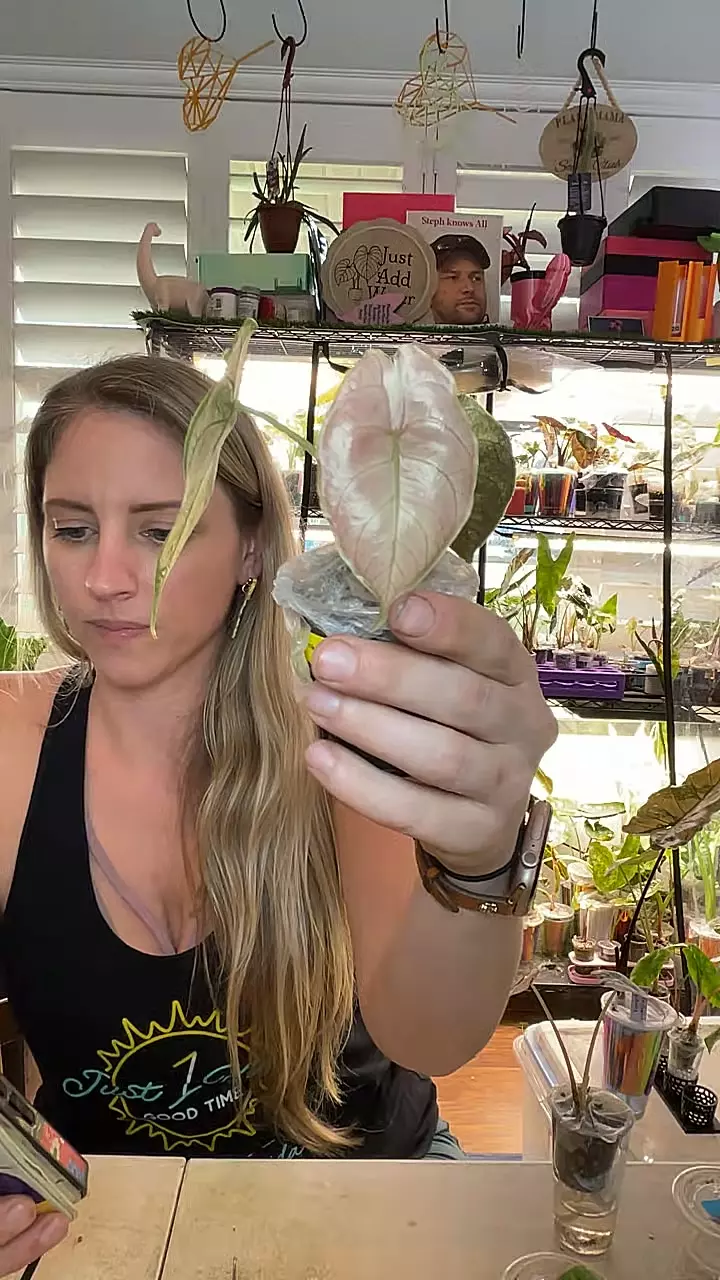 1464 pink mint azlanii thumbnail