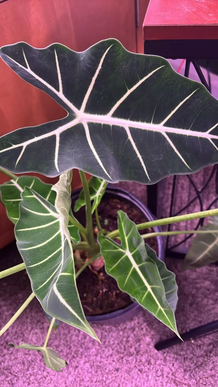 CORMS hot buy frydek dark velvet Alocasia thumbnail