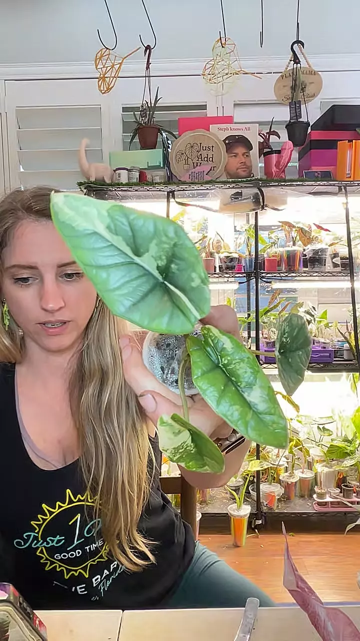 1071 Albo platinum thumbnail