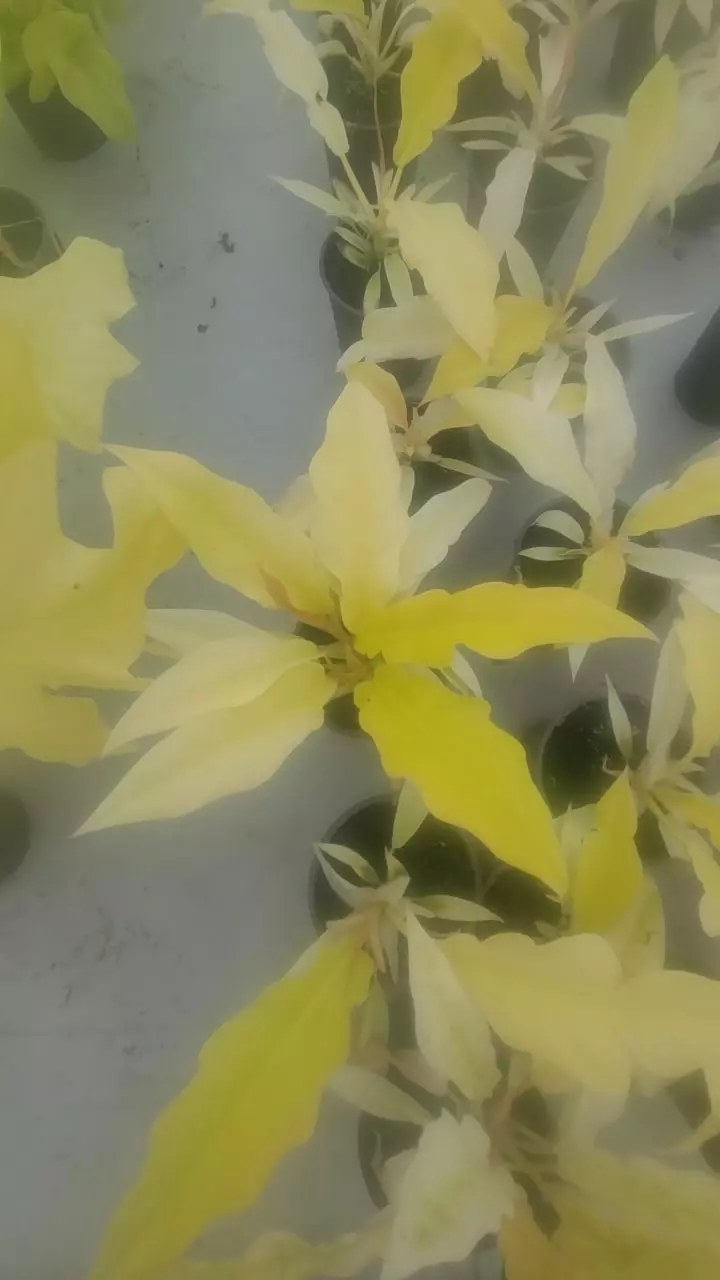 Ring of Fire Mint thumbnail