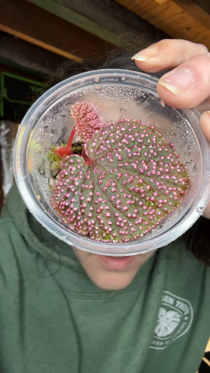 Begonia Pink Sea Urchin thumbnail