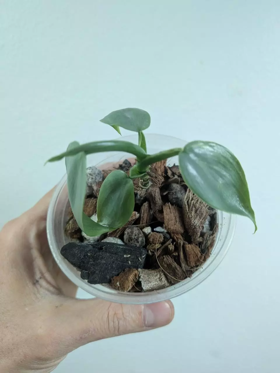 Philodendron silver sword var (revert?) 1213 thumbnail