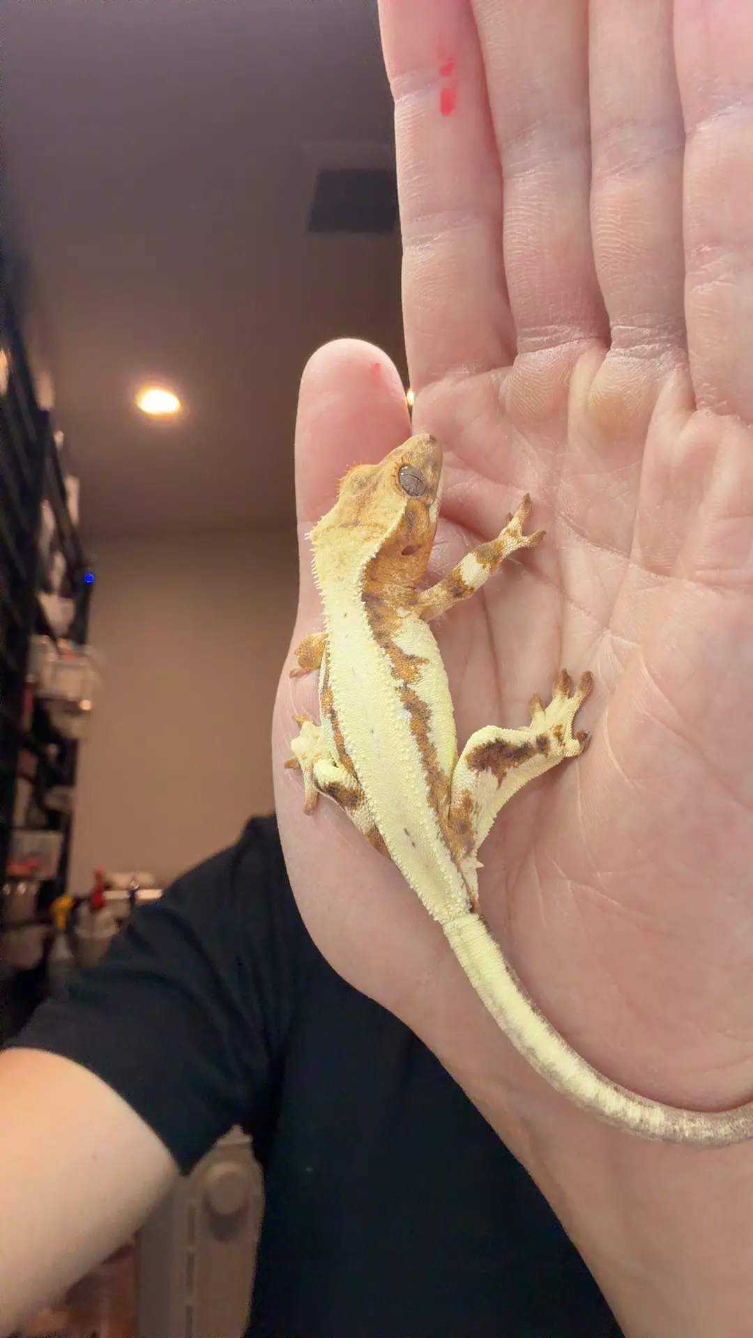 10g no pores sable Lilly shogun x ginger thumbnail