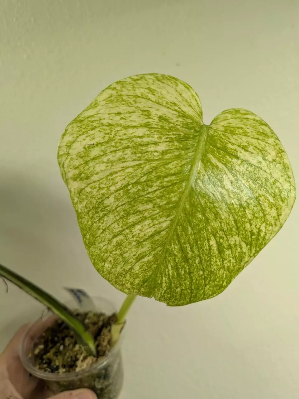 Monstera white monster thumbnail