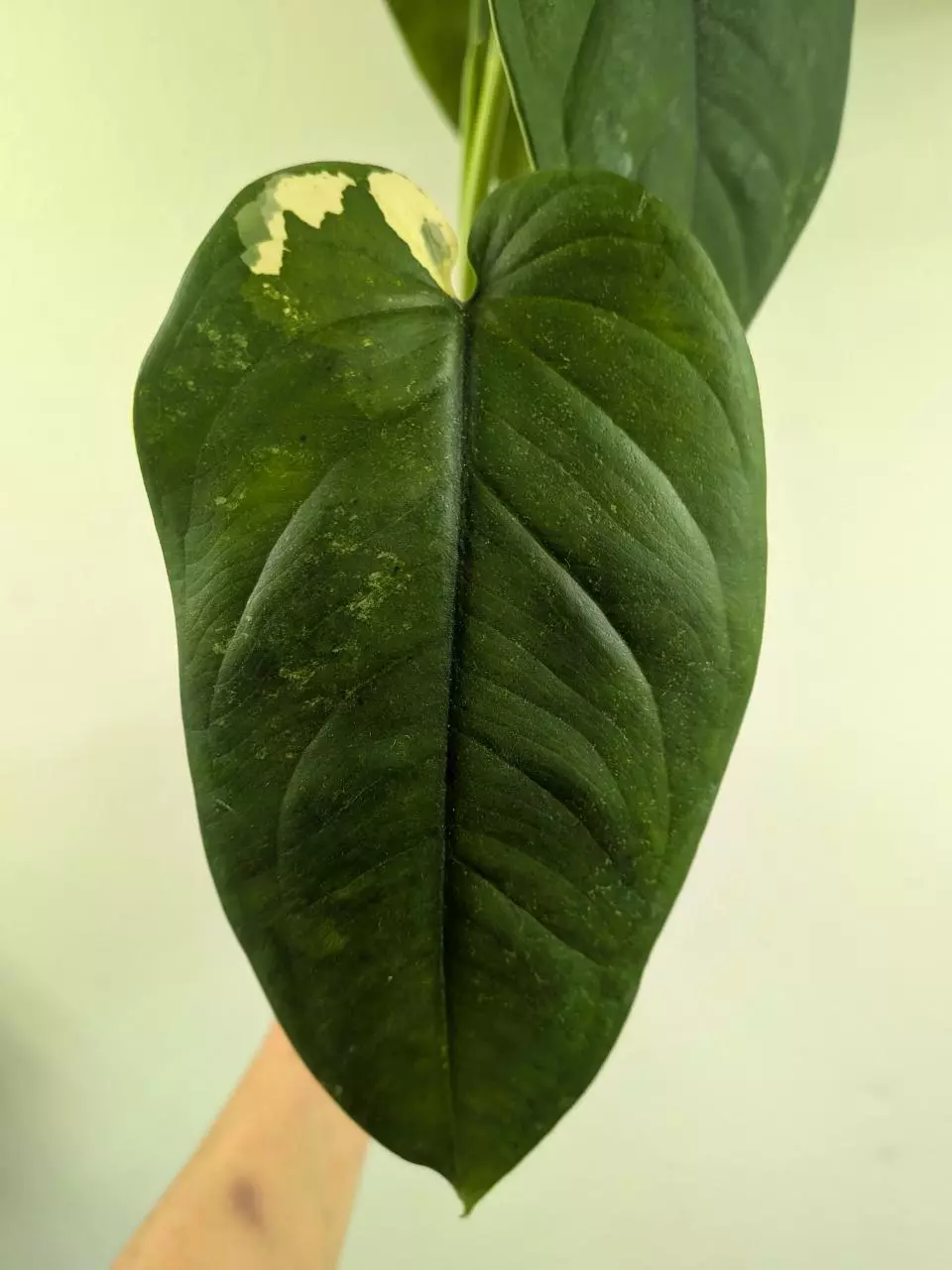 Syngonium chiapense variegated low var 1207 thumbnail