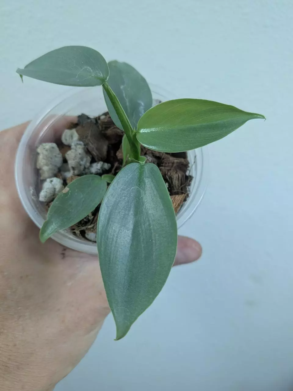 Philodendron silver sword var (revert?) 1214 thumbnail