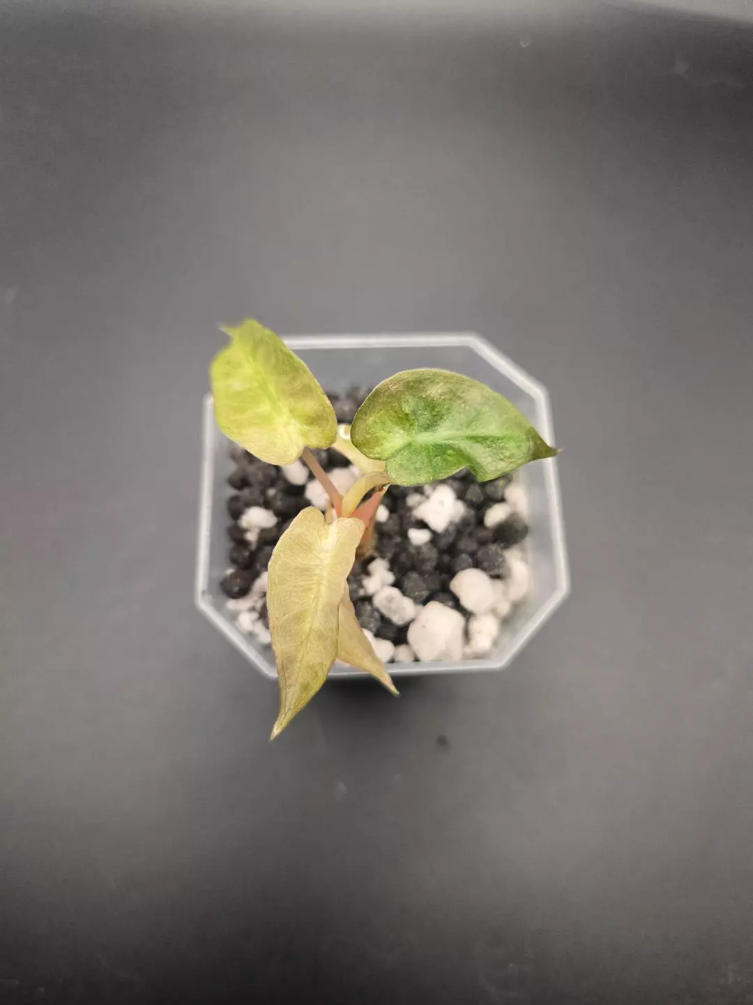 0268 alocasia amazonica splash aurea thumbnail