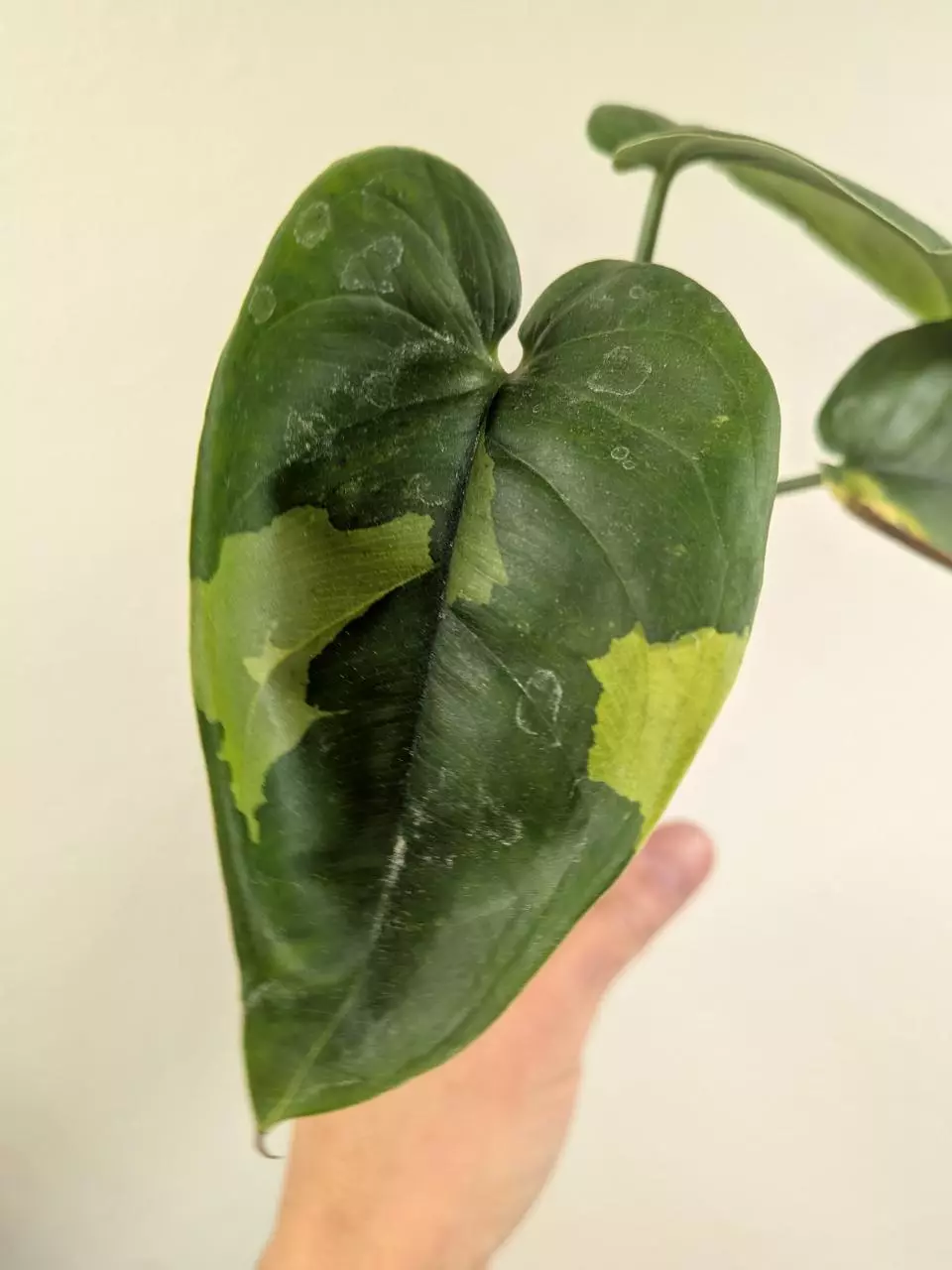 Syngonium chiapense variegated low var 1208 thumbnail
