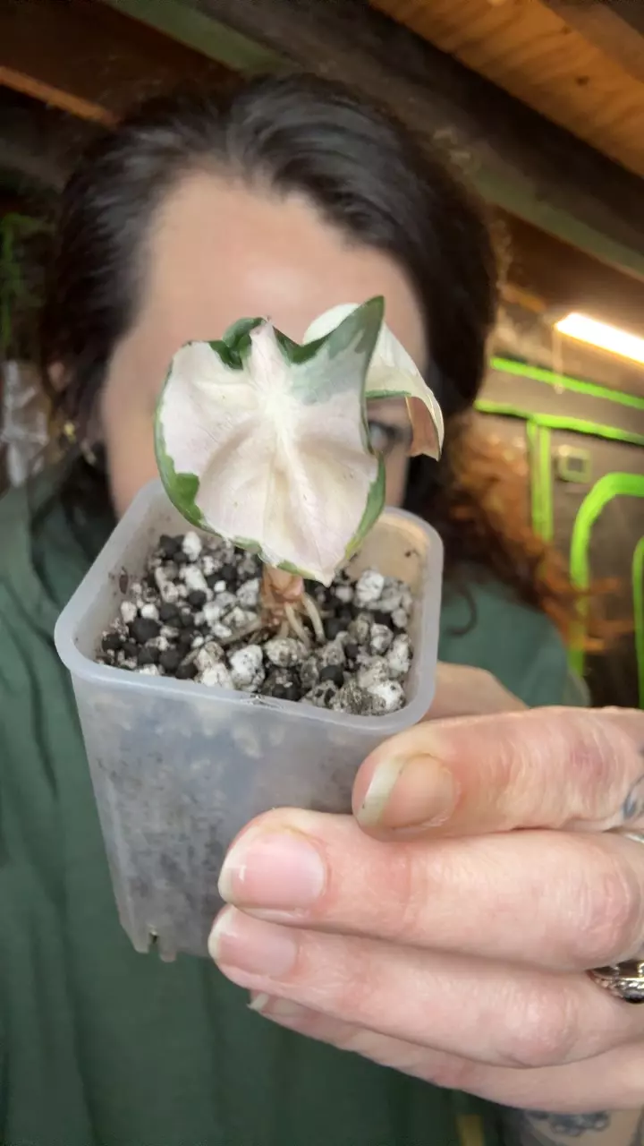 Alocasia Pink Balloon Heart thumbnail