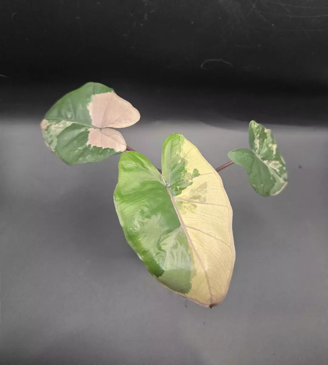 0178 alocasia Yucatan princess pink thumbnail