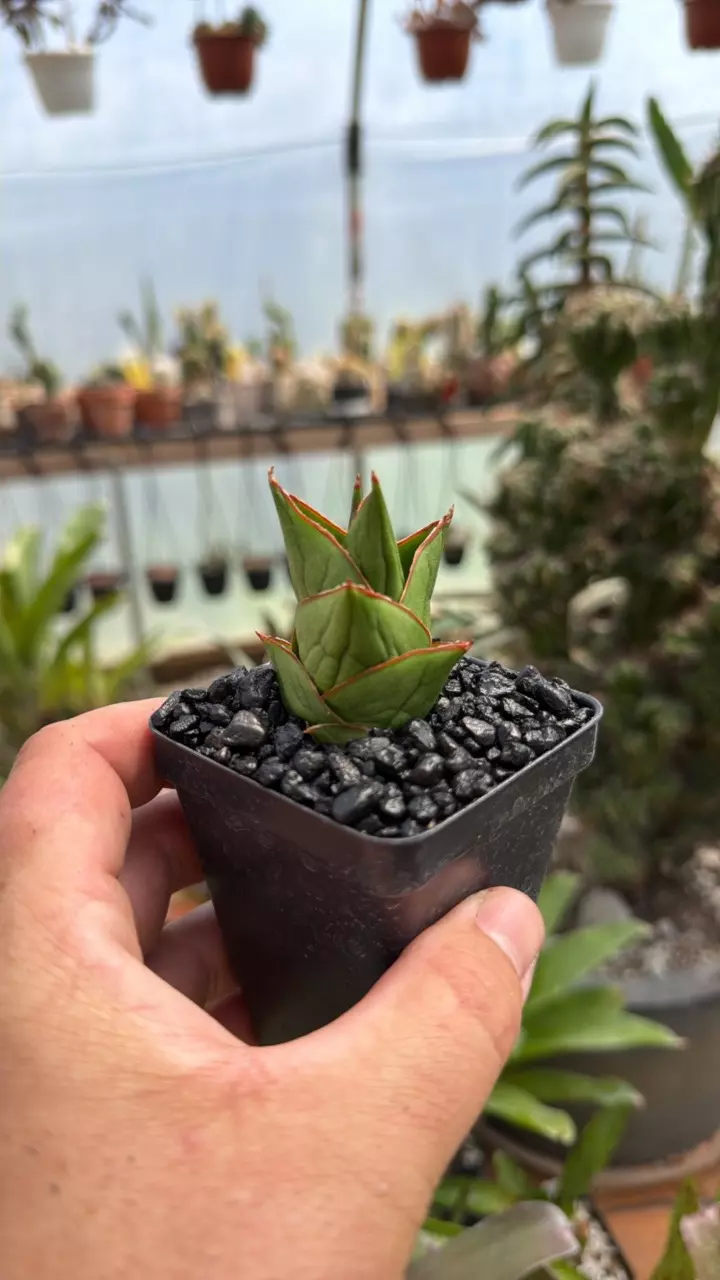 Sansevieria ‘Tower’ EXACT plant thumbnail
