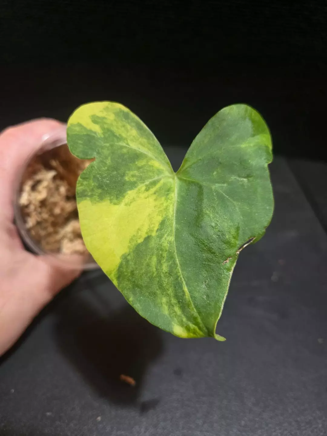 0121 Variegated Anthurium Clari "Sweet Love" thumbnail