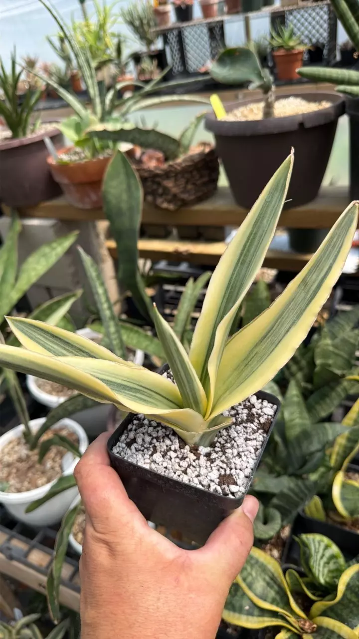 ‘Golden Katana Variegata’ - GC 4” pot thumbnail