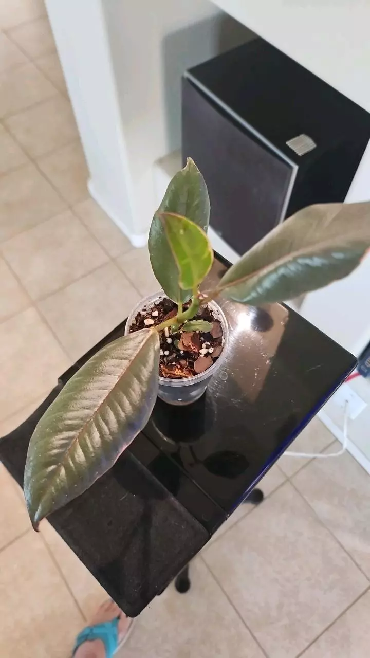 Ficus Ruby 2in thumbnail