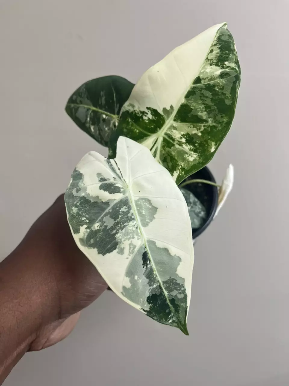 Alocasia Frydek Variegated (Growers Choice) thumbnail