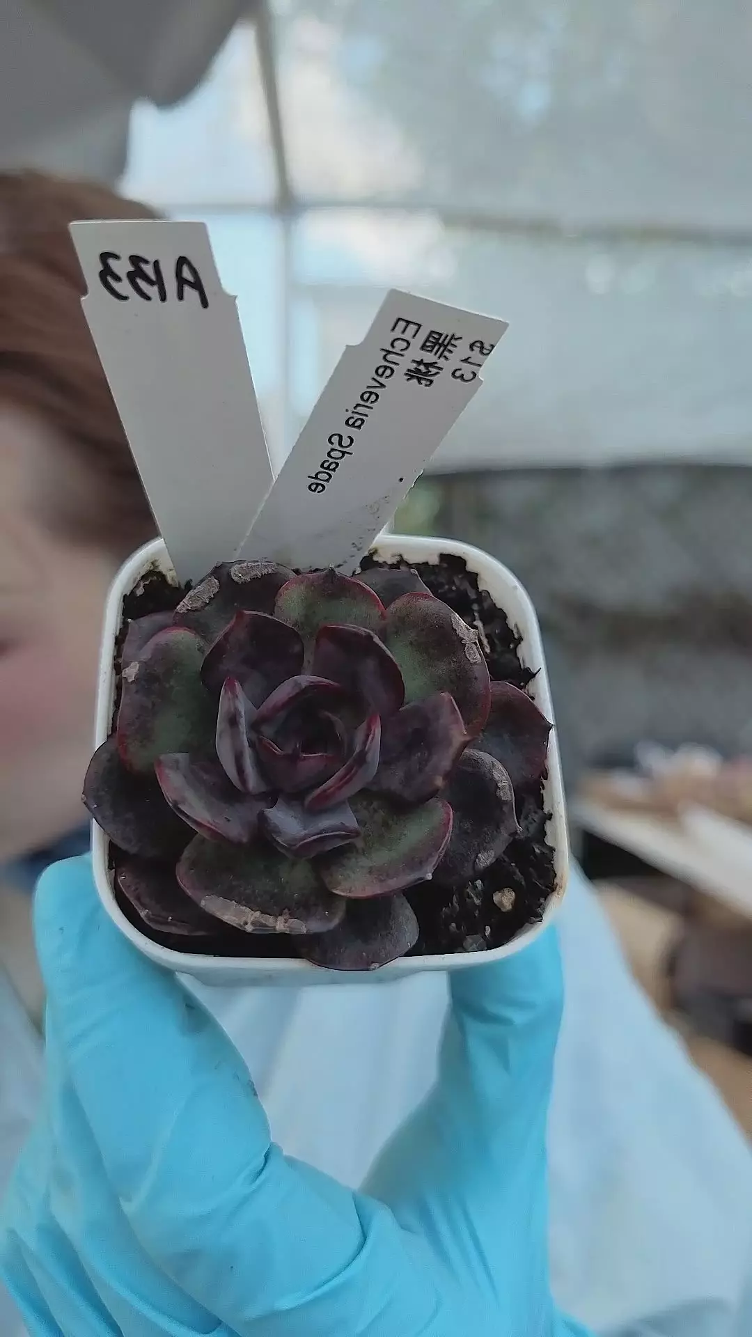 a133 spade thumbnail