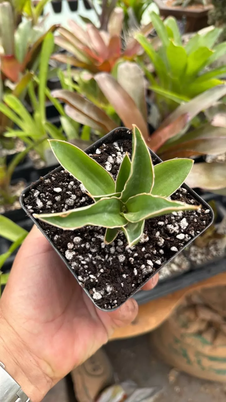 Sans dumetescens GC 4” thumbnail