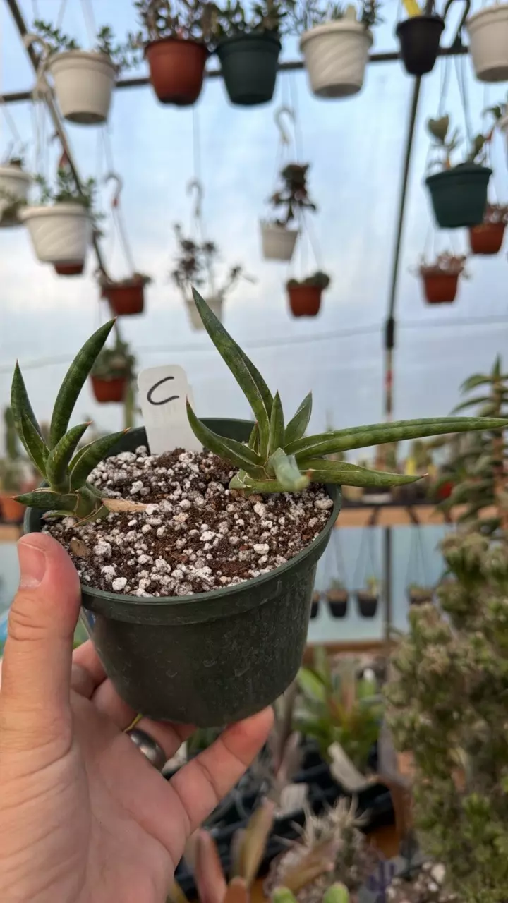 S ballyi cv ‘Tom Grumbley’ - C thumbnail