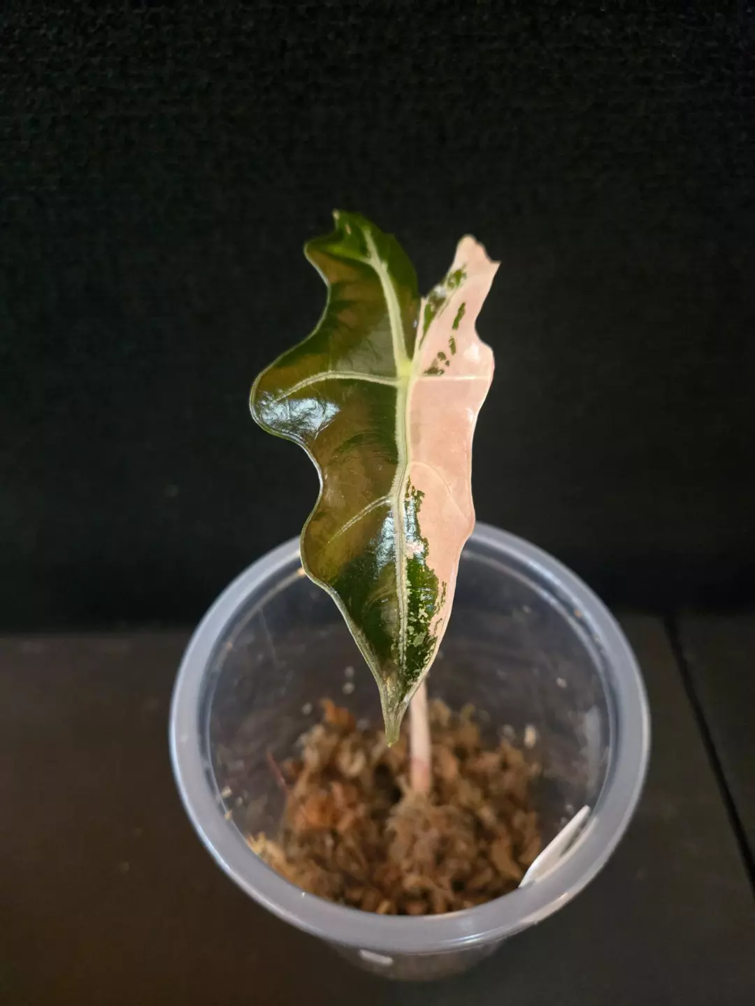 0123 Alocasia Pink Nobilis K thumbnail