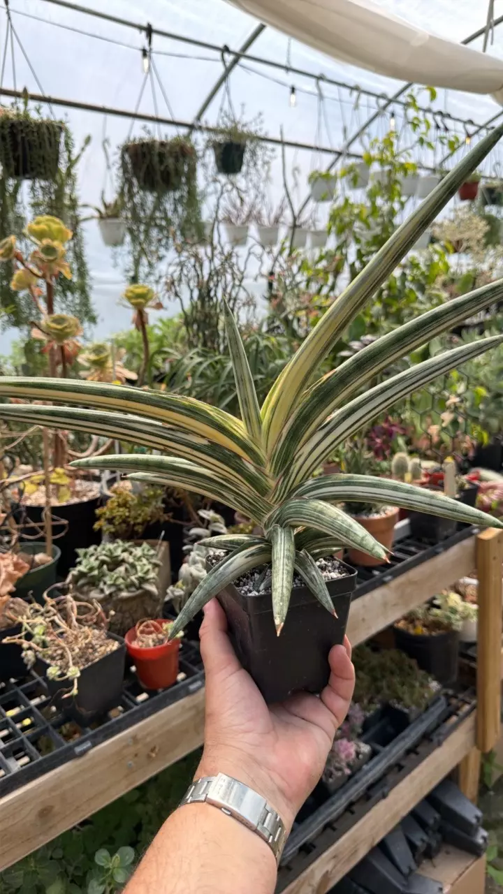 Blue Clone Gold - A EXACT plant thumbnail