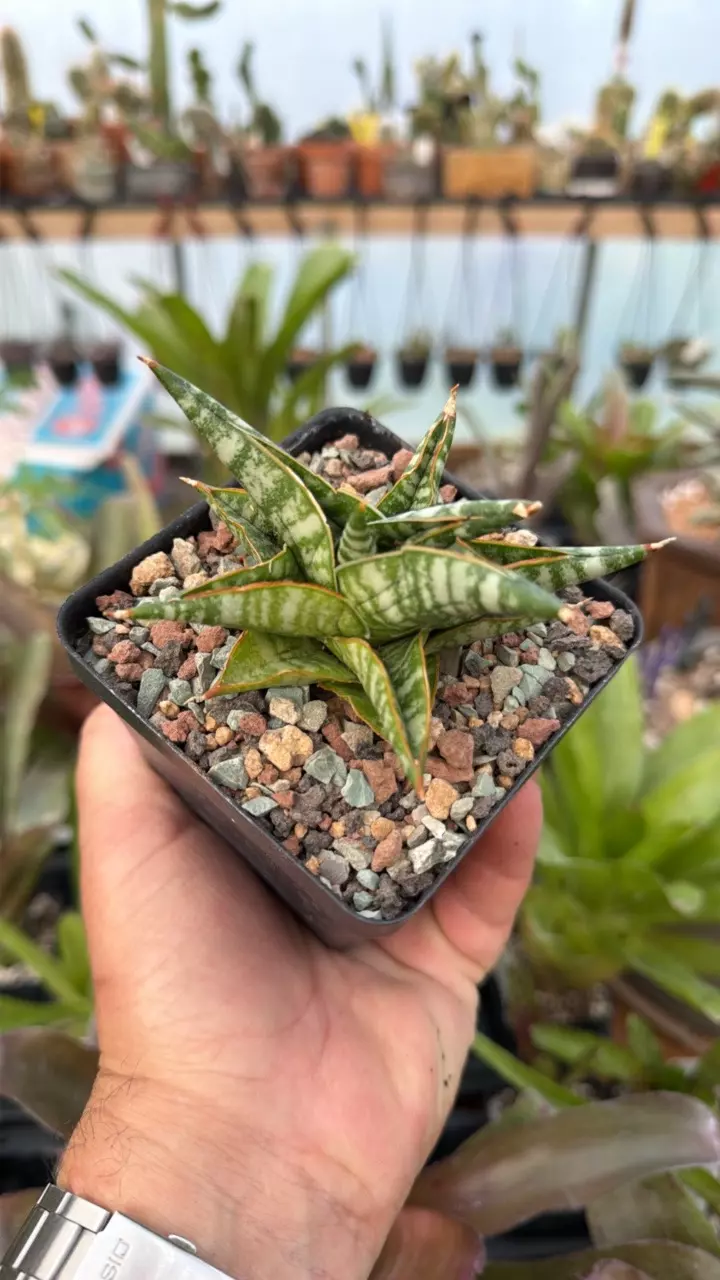 Jatayu - EXACT specimen thumbnail