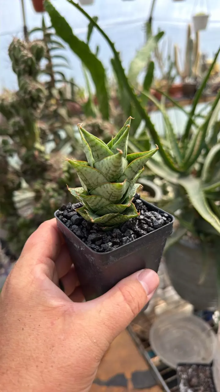 Sansevieria ‘Win Win’ EXACT plant thumbnail