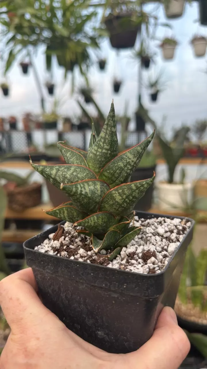 ‘Borneo’ Sansevieria cv. EXACT thumbnail