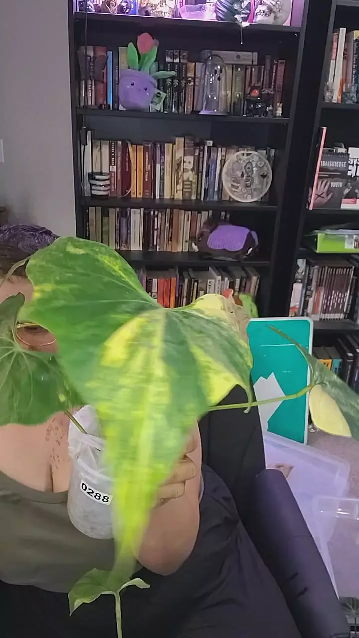 0288 anthurium pterodactyl variegated thumbnail