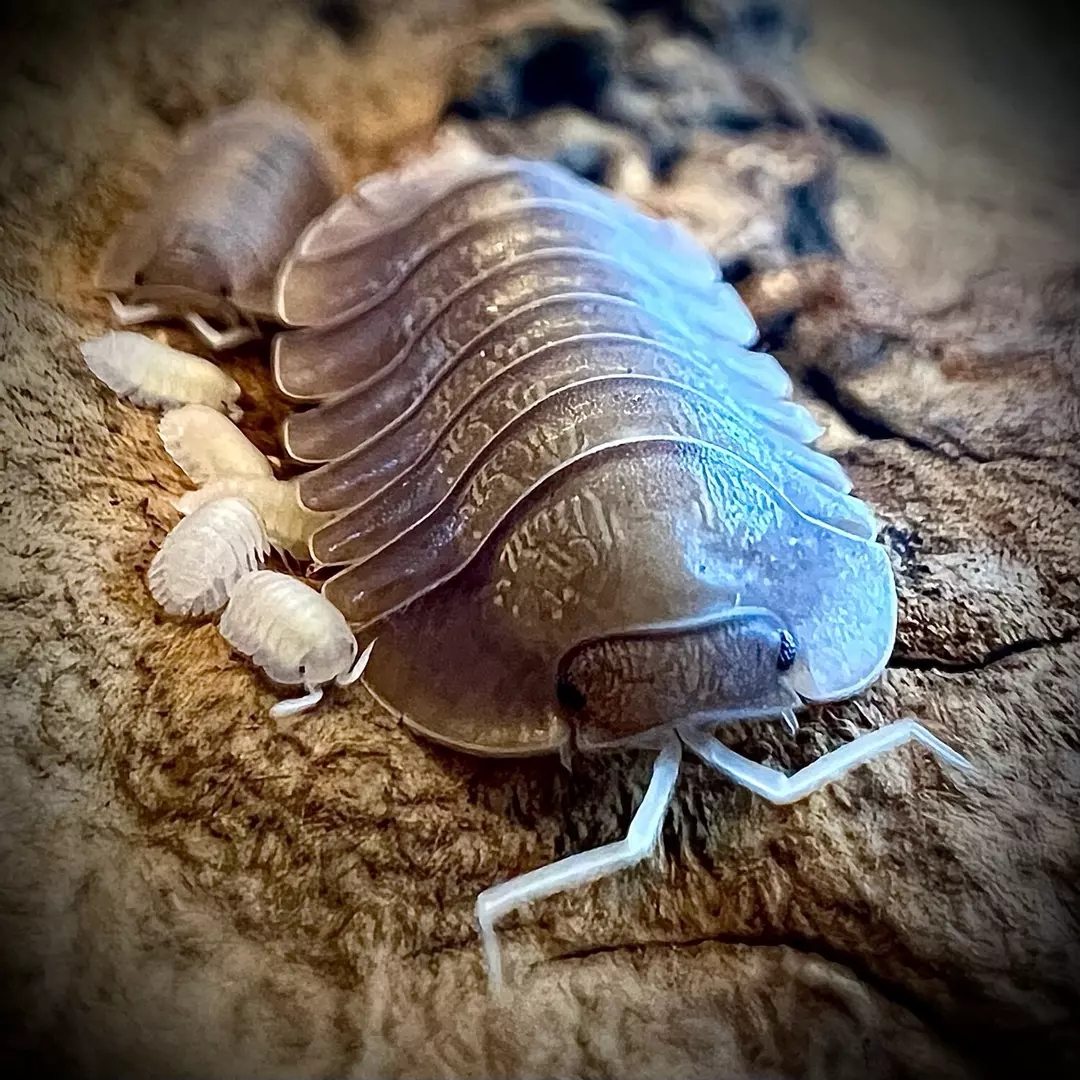 10 Ct Troglodillo sp. "Soil" thumbnail