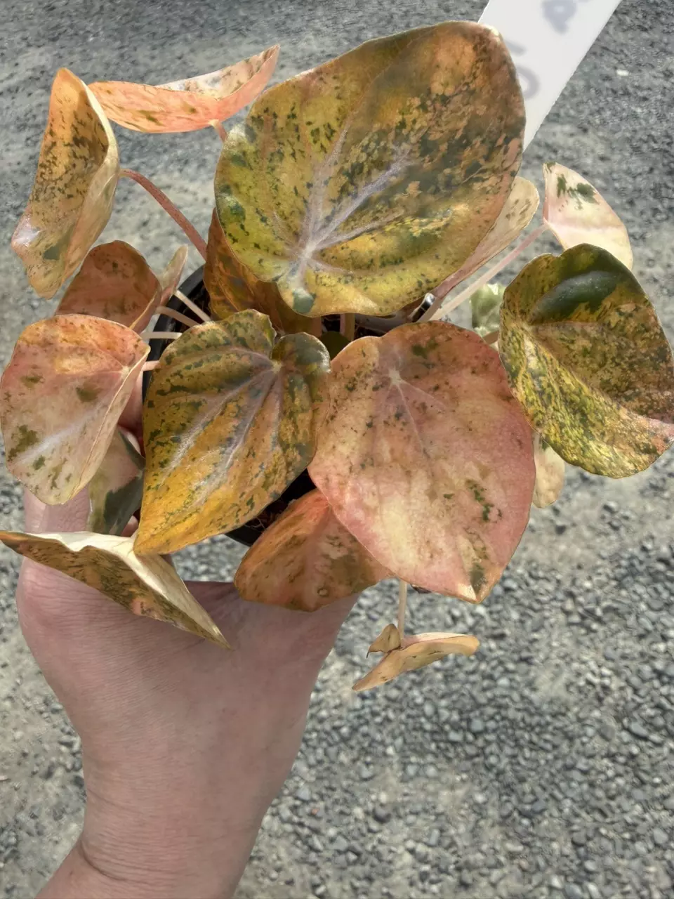 Peperomia Carnival thumbnail