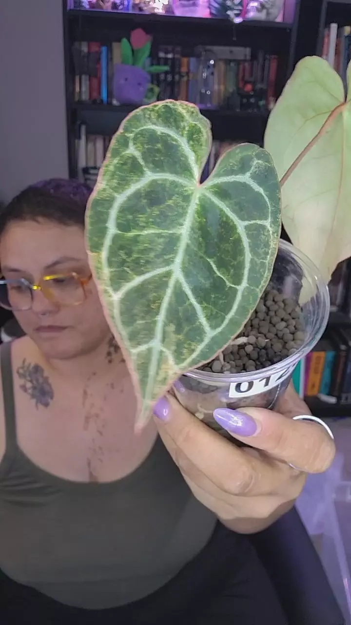 0123 anthurium crystal platinum thumbnail