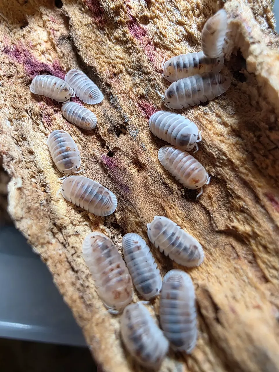 5 Ct Cubaris Murina “Pearls” thumbnail