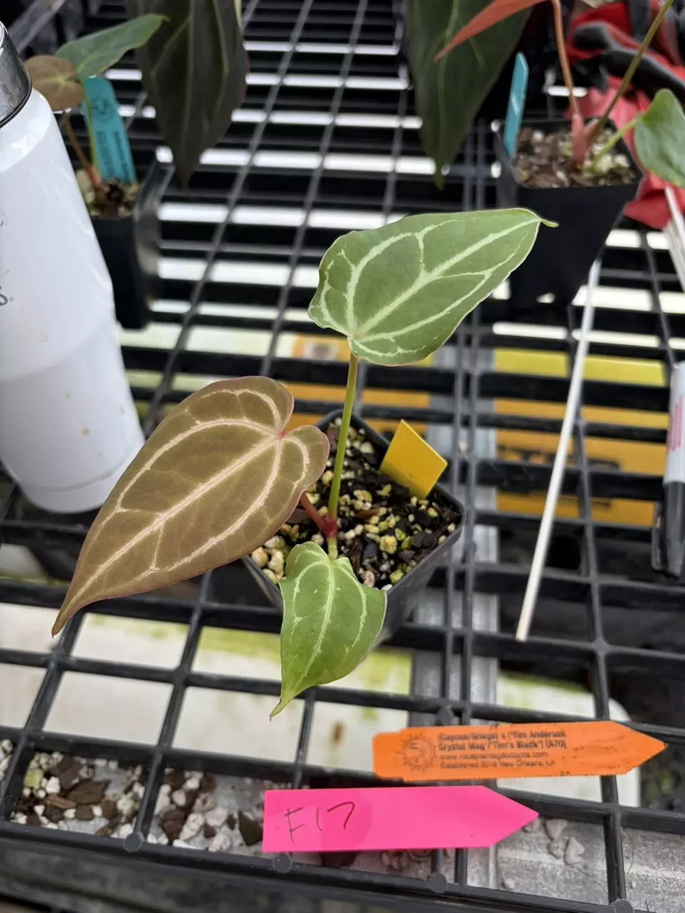 f17 caycee griege x Tim Anderson Crystal mag / Tim’s black thumbnail